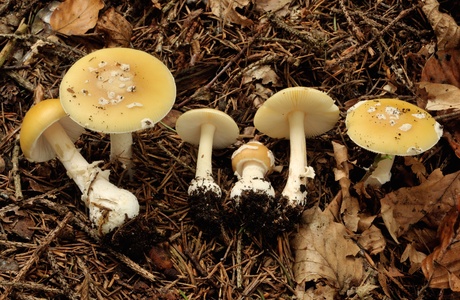 Narzissengelber Wulstling (Amanita gemmata) - © Michaela und Gernot Friebes